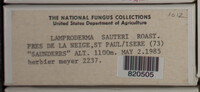 Lamproderma sauteri image